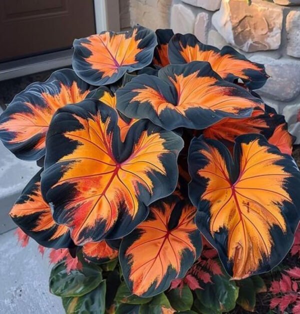 Mixed Hostas