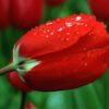 Tulip