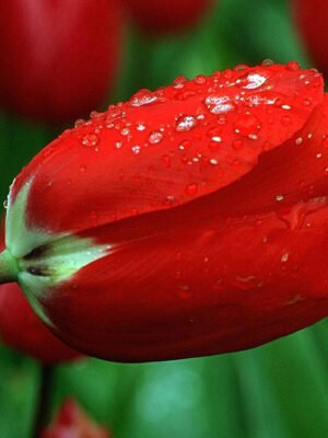 Tulip