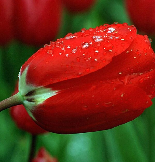 Tulip