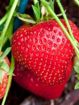 Strawberry