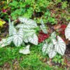 Caladium Bicolor