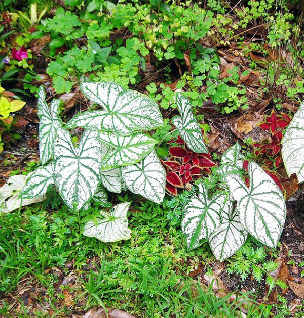 Caladium Bicolor