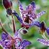 Toad lily
