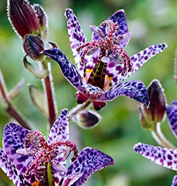 Toad lily