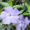 Periwinkle Small