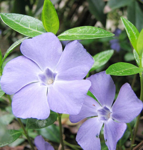 Periwinkle Small