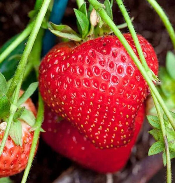 Strawberry