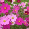 Cosmos