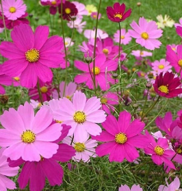 Cosmos