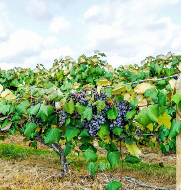 Grape