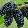 Mulberries