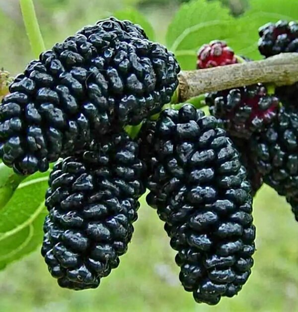 Mulberries