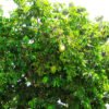 Soursop