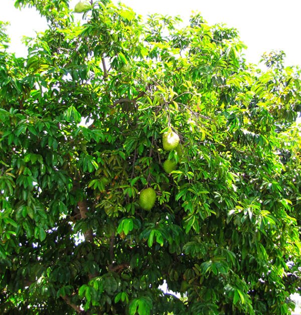 Soursop