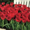 Tulip