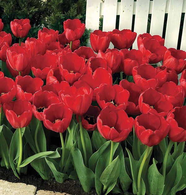 Tulip