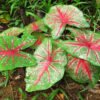 Caladium Bicolor