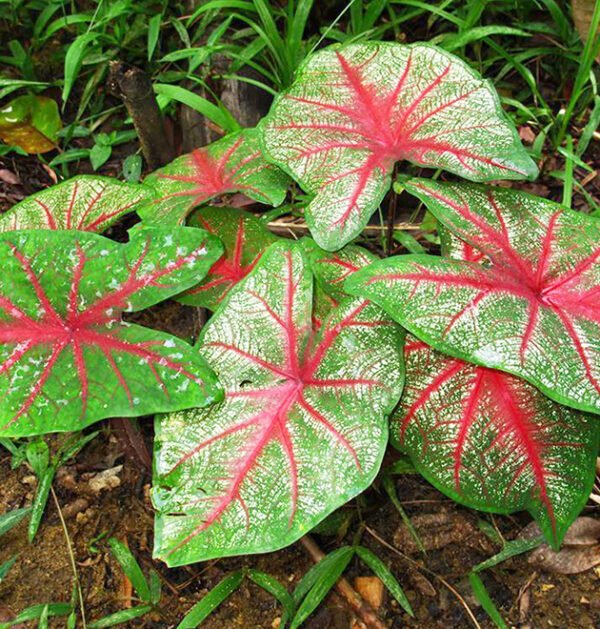 Caladium Bicolor