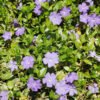 Periwinkle Small
