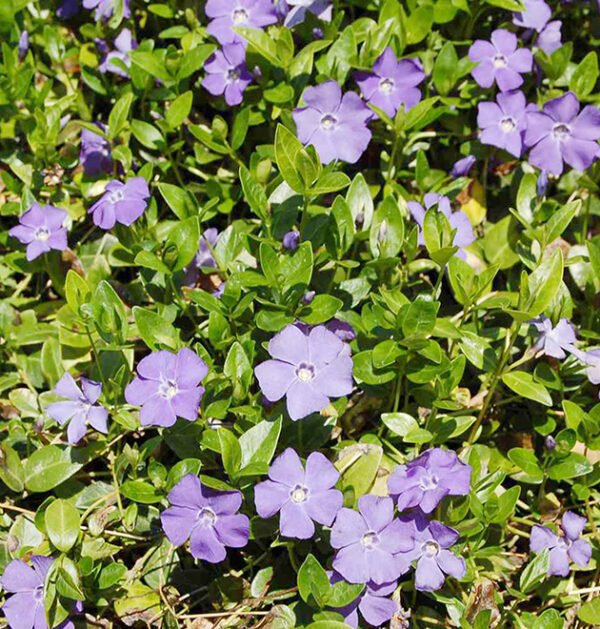 Periwinkle Small