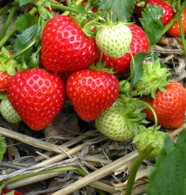 Strawberry