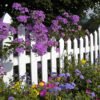 Wild Flowers