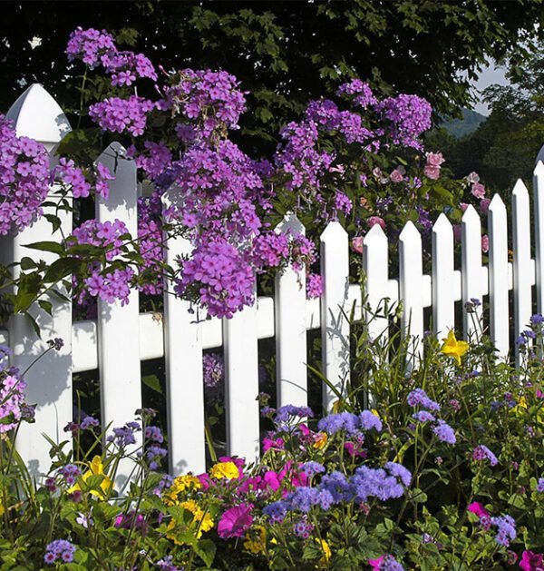 Wild Flowers