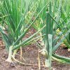 Onion