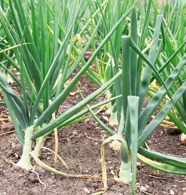 Onion