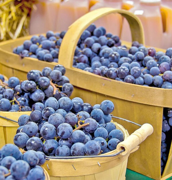 Grape