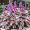 Mixed Hostas