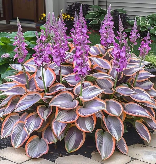 Mixed Hostas
