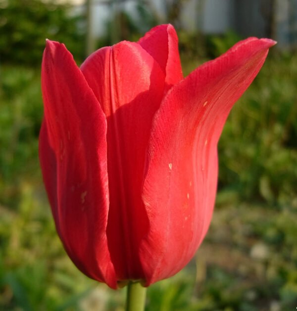 Tulip