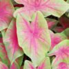 Caladium Bicolor