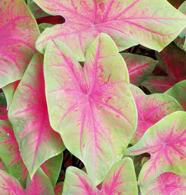 Caladium Bicolor