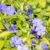Periwinkle Small