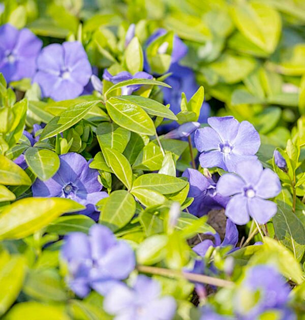 Periwinkle Small