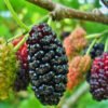 Mulberries