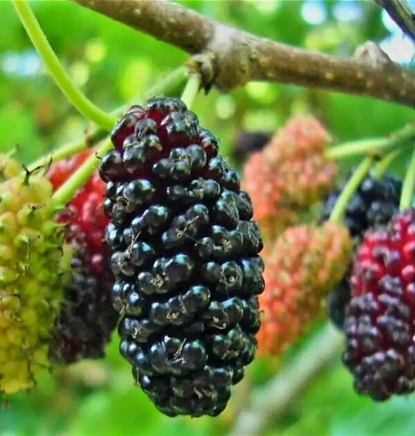 Mulberries