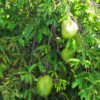 Soursop