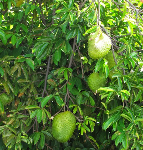 Soursop