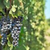 Grape