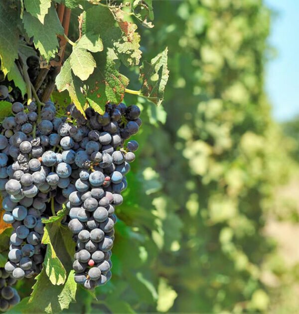 Grape