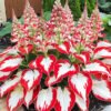 Mixed Hostas