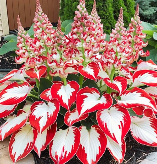 Mixed Hostas