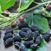Mulberries
