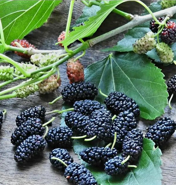 Mulberries