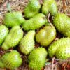 Soursop