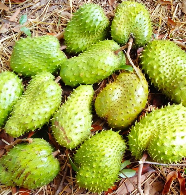 Soursop